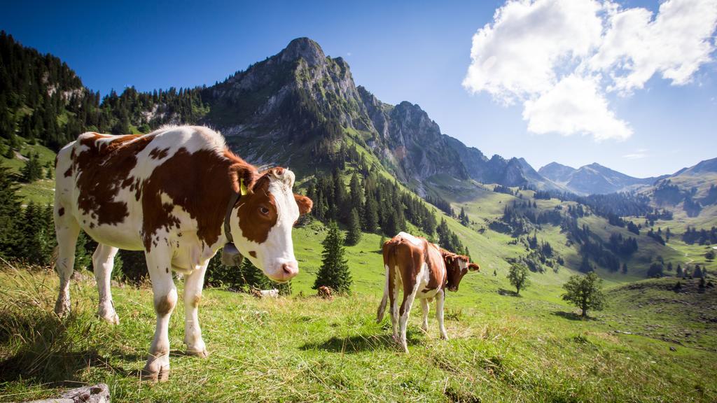 Hostellerie Am Schwarzsee Bad-Schwarzsee Dış mekan fotoğraf